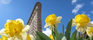 Brooklyn in Bloom: A Trip to NYC in April