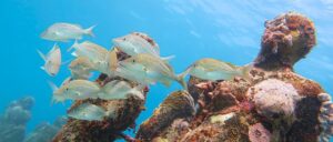 Apres Sea: Scuba Diving in Isla Mujeres